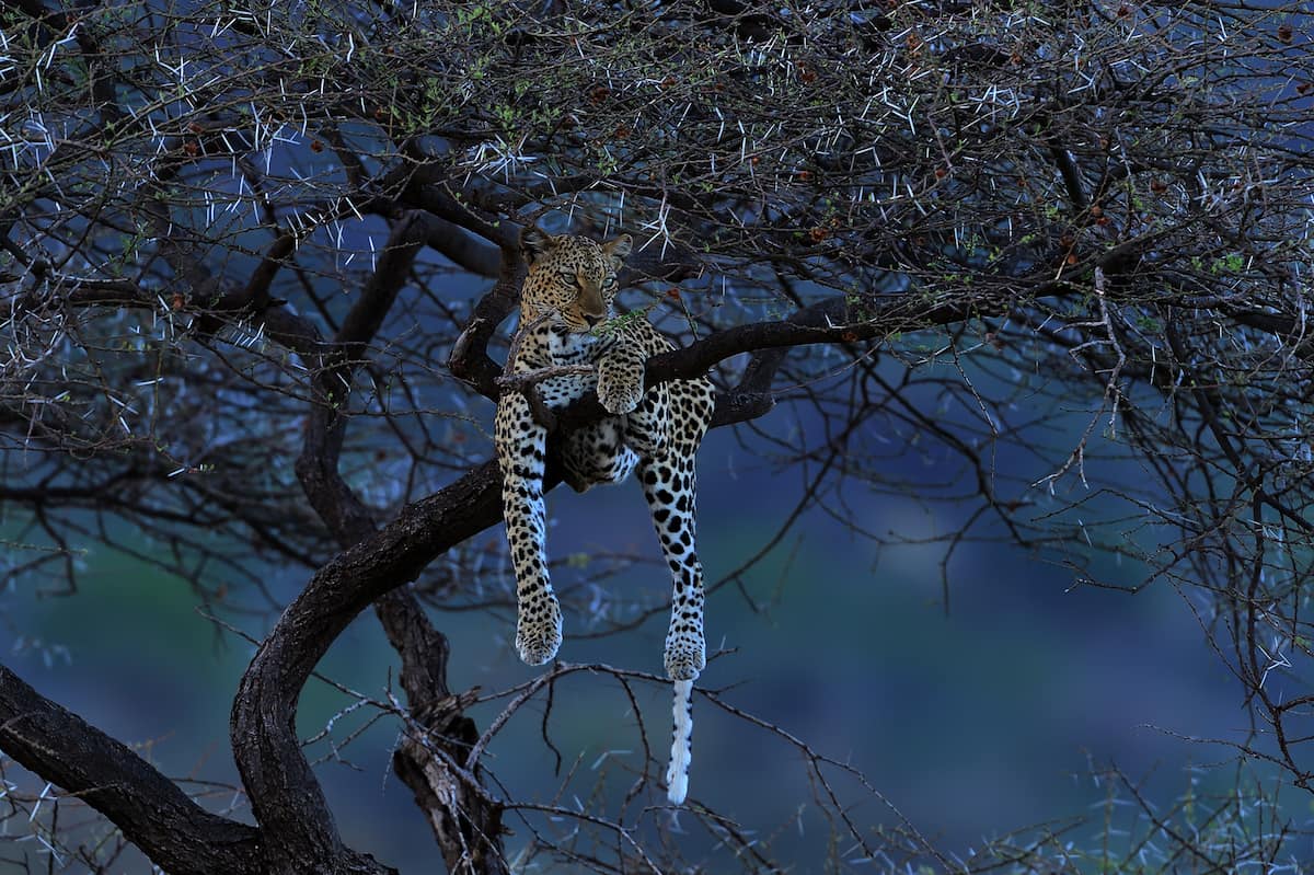 Léopard sur une branche