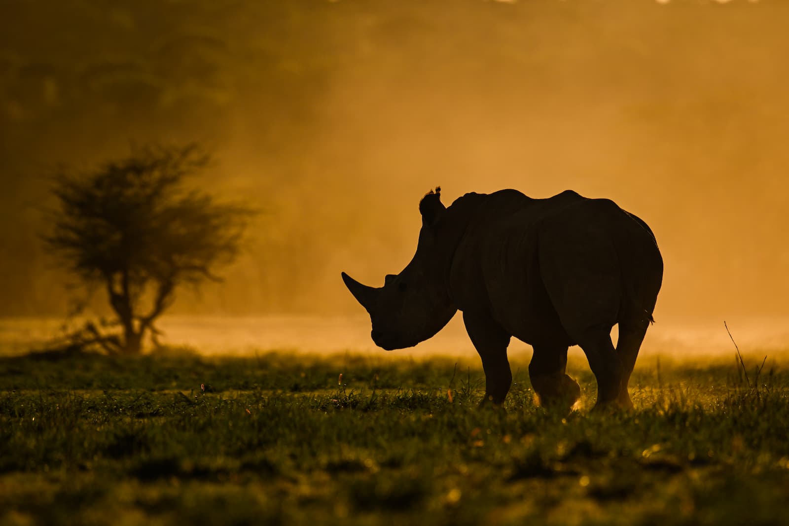 Rhinocéros dans la brume